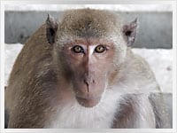 monkey posing for photo in Lopburi, Thailand