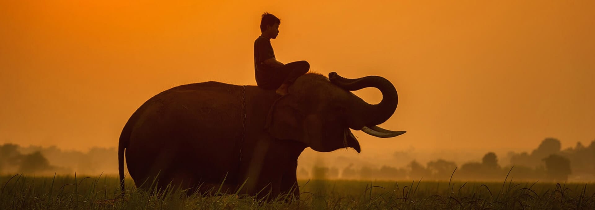 animals-1782436_1920
