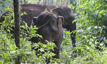 asiatic-elephants-in-forest-Sen Monorom, Cambodia
