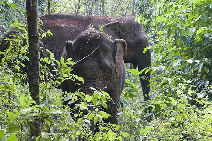asiatic-elephants-in-forest-Sen Monorom, Cambodia