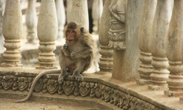 long-tailed-macaque-playing-at-phnom-sampeau-battambang-cambodia