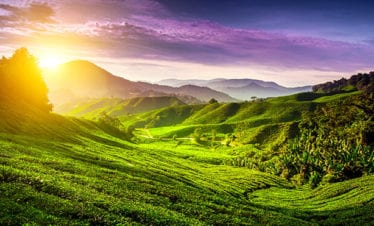 tea-plantation-cameron-highlands-malaysia