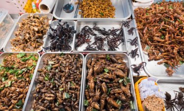 Tour 1 - Isan, Insects & Laos