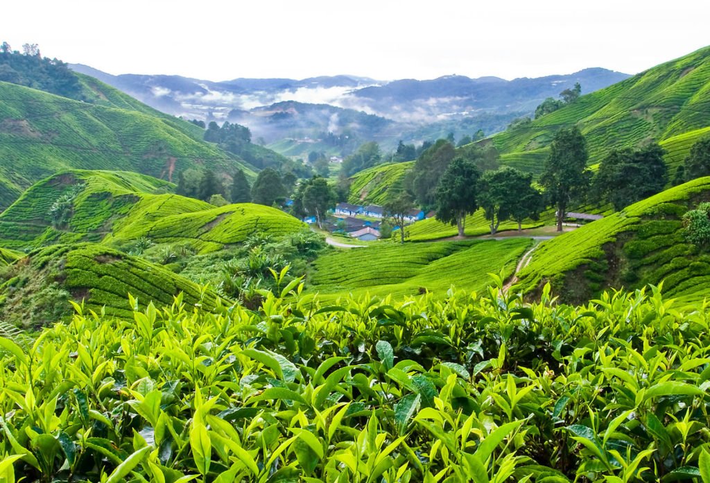 boh-tea-plantation-cameron-highlands-pahang-malaysia-64707723