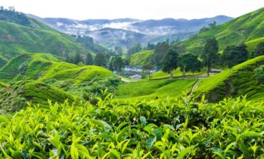 boh-tea-plantation-cameron-highlands-pahang-malaysia-64707723