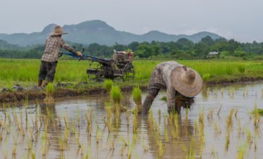 farmers-working-planting-rice-in-the-paddy-field-vientiane-laos-57985117