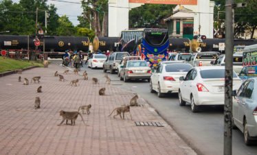 street-full-of-monkeys-lopburi-thailand-34898359