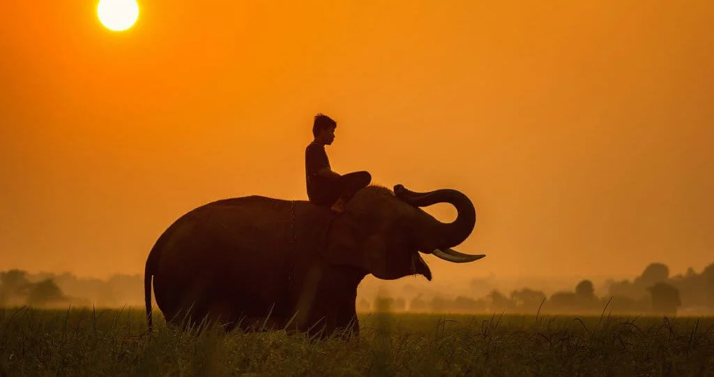 Asian boy sitting on elephant